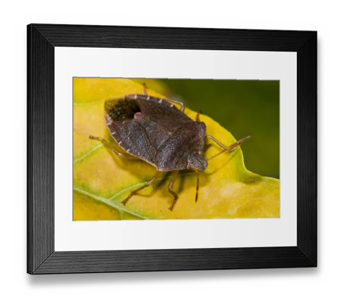 Framed Print : Green Shieldbug (Palomena prasina) adult, in bronze autumn / winter colouration, on leaf in garden, Belvedere, Bexley Framed Print : Green Shieldbug (Palomena prasina) adult, in bronze autumn / winter colouration, on leaf in garden, Belvedere, Bexley