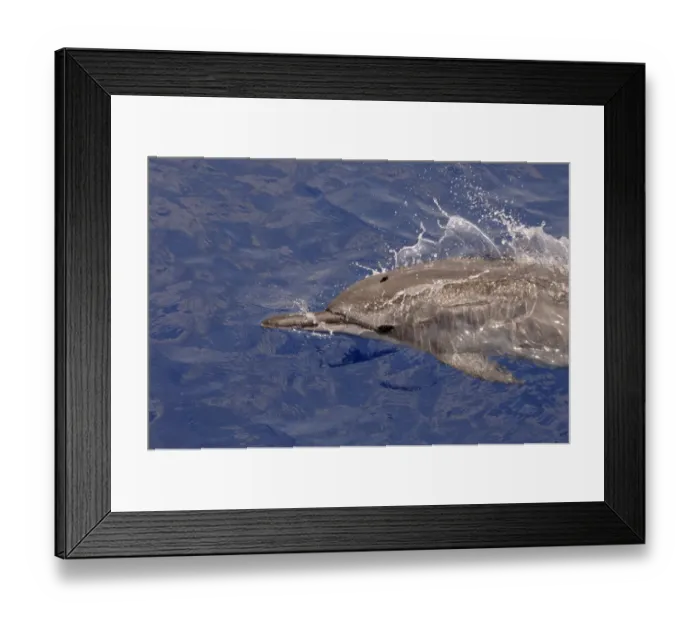 Framed Print : Spinner Dolphin (Stenella longirostris) adult, close-up of head, surfacing from water, Maldives, march Framed Print : Spinner Dolphin (Stenella longirostris) adult, close-up of head, surfacing from water, Maldives, march
