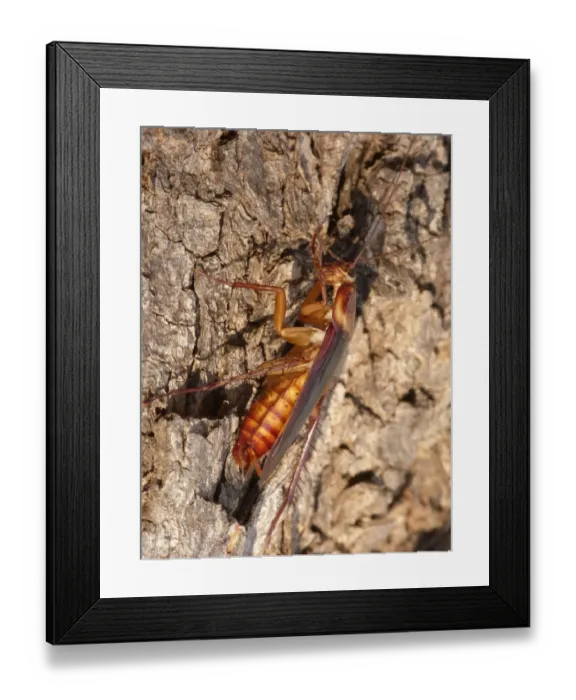 Framed Print : Australian Cockroach (Periplaneta australasiae) adult, cleaning front legs, basking on bark in early morning sunshine Framed Print : Australian Cockroach (Periplaneta australasiae) adult, cleaning front legs, basking on bark in early morning sunshine