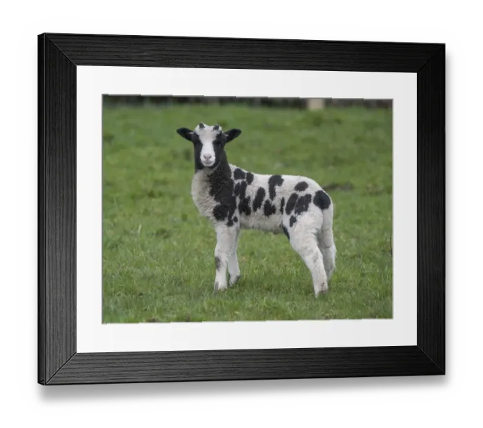 Framed Print : Domestic Sheep, Jacob Sheep, lamb, standing in pasture, Longridge, Lancashire, England, march