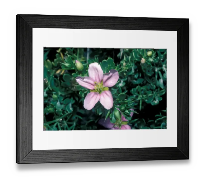 Framed Print : Fagonia bruguieri Israel
