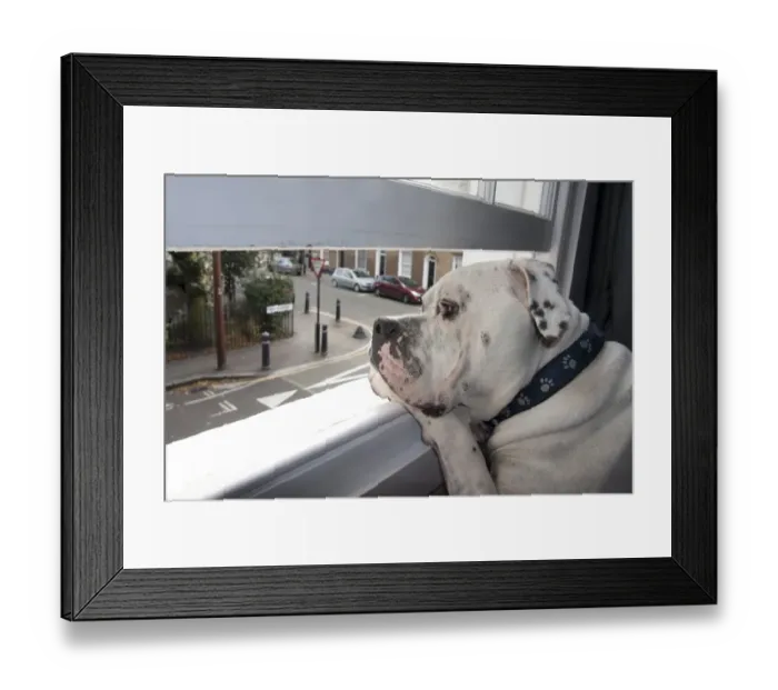 Framed Print : Domestic Dog, Old Tyme Bulldog, adult, close-up of head, looking out through open window in city apartment, London