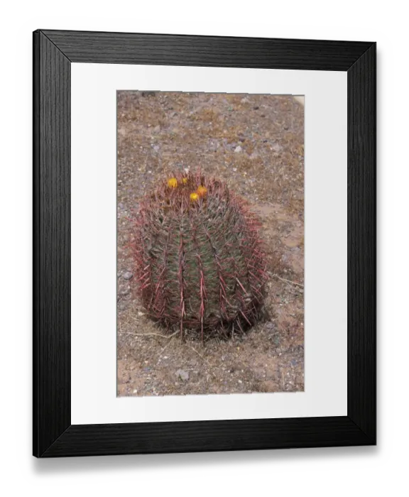 Framed Print : Cacti-Arizona Barrel (Ferocactus wislizenii) In flower
