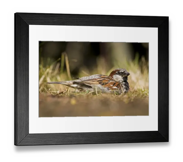 Framed Print : House Sparrow (Passer domesticus) adult male, dust-bathing, Elmley Marshes National Nature Reserve, North Kent Marshes Framed Print : House Sparrow (Passer domesticus) adult male, dust-bathing, Elmley Marshes National Nature Reserve, North Kent Marshes