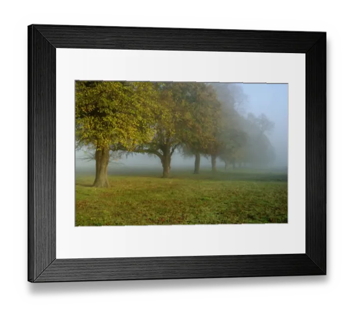 Framed Print : Common Lime (Tilia x europaea) habit, line of mature trees in morning mist, Woolverstone, Shotley Peninsula, Suffolk Framed Print : Common Lime (Tilia x europaea) habit, line of mature trees in morning mist, Woolverstone, Shotley Peninsula, Suffolk