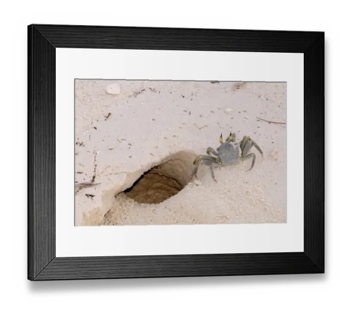 Framed Print : Horned Ghost Crab (Ocypode ceratophthalmus) adult, standing at entrance to burrow on sandy beach, Maldives, march Framed Print : Horned Ghost Crab (Ocypode ceratophthalmus) adult, standing at entrance to burrow on sandy beach, Maldives, march