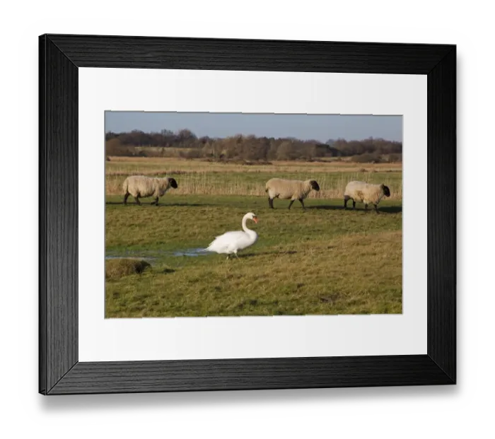 Framed Print : Mute Swan (Cygnus olor) adult, with Suffolk mule sheep, walking on coastal grazing marsh habitat, Suffolk, England Framed Print : Mute Swan (Cygnus olor) adult, with Suffolk mule sheep, walking on coastal grazing marsh habitat, Suffolk, England