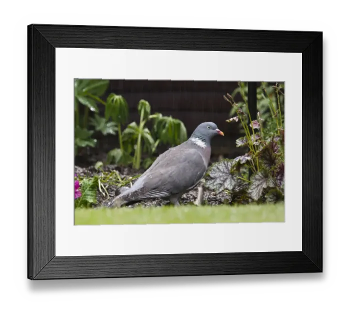 Framed Print : Wood Pigeon (Columba palumbus) adult, foraging for scraps under birdfeeder during rainfall in garden, Belvedere Framed Print : Wood Pigeon (Columba palumbus) adult, foraging for scraps under birdfeeder during rainfall in garden, Belvedere