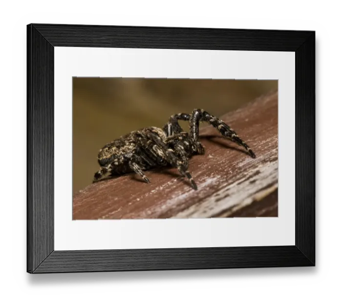 Framed Print : Walnut Orb-weaver Spider (Nuctenea umbratica) adult female, resting in birdwatching hide, Minsmere RSPB Reserve Framed Print : Walnut Orb-weaver Spider (Nuctenea umbratica) adult female, resting in birdwatching hide, Minsmere RSPB Reserve