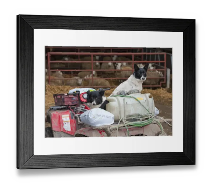 Framed Print : Domestic Dog, Border Collie sheepdog, two adults, sitting on quad bike in farmyard Framed Print : Domestic Dog, Border Collie sheepdog, two adults, sitting on quad bike in farmyard