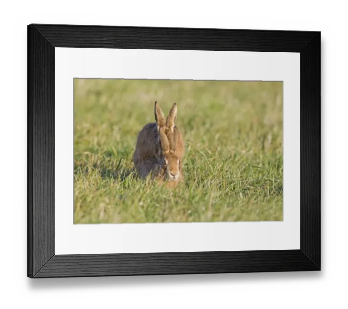 Framed Print : European Hare (Lepus europaeus) adult pair, mating, Suffolk, England, january Framed Print : European Hare (Lepus europaeus) adult pair, mating, Suffolk, England, january