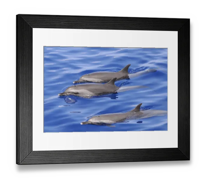 Framed Print : Pantropical Spotted Dolphin (Stenella attenuata) three adults, swimming at surface of water, Maldives, march Framed Print : Pantropical Spotted Dolphin (Stenella attenuata) three adults, swimming at surface of water, Maldives, march