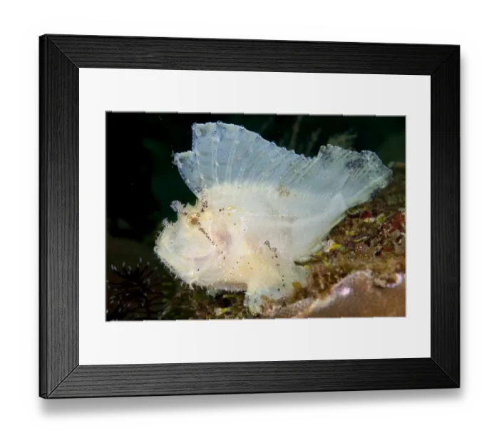 Framed Print : Leaf Scorpionfish (Taenianotus triacanthus) adult, on reef, Ambon Island, Maluku Islands, Banda Sea, Indonesia Framed Print : Leaf Scorpionfish (Taenianotus triacanthus) adult, on reef, Ambon Island, Maluku Islands, Banda Sea, Indonesia