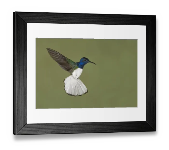 Framed Print : White-necked Jacobin (Florisuga mellivora) adult male, in flight, hovering, Costa Rica