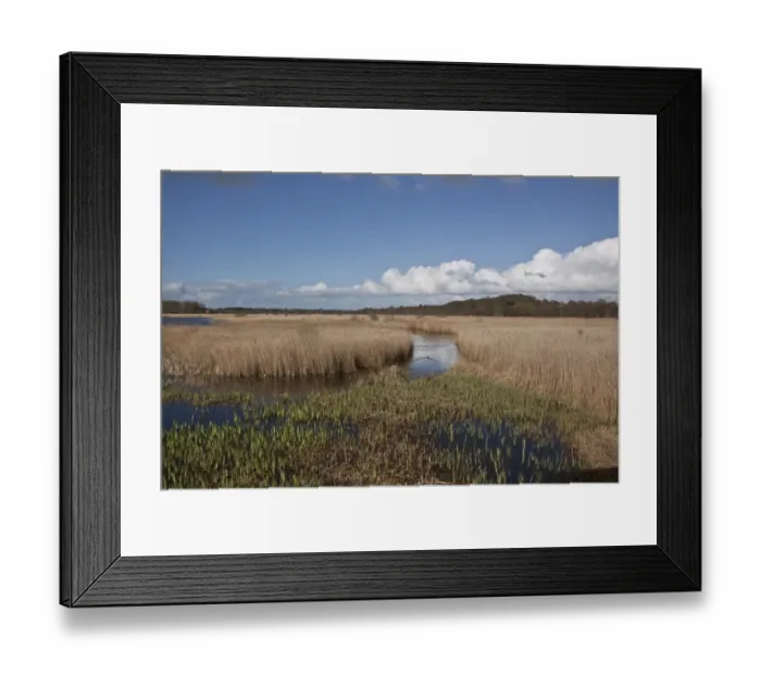 Framed Print : Looking west from Island Mere Hide at RSPB Minsmere Suffolk. Early spring with fresh reed growth Framed Print : Looking west from Island Mere Hide at RSPB Minsmere Suffolk. Early spring with fresh reed growth
