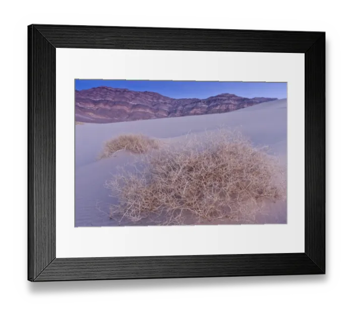 Framed Print : Shining Milkvetch (Astragalus lentiginosus ssp. micans) rare endemic, skeleton on high dunes in remote part of desert Framed Print : Shining Milkvetch (Astragalus lentiginosus ssp. micans) rare endemic, skeleton on high dunes in remote part of desert