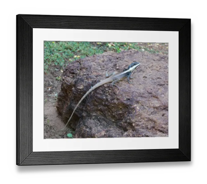 Framed Print : Northern Water Dragon (Lophognathus temporalis) adult male, standing on rock, Kakadu N. P. Northern Territory, Australia Framed Print : Northern Water Dragon (Lophognathus temporalis) adult male, standing on rock, Kakadu N. P. Northern Territory, Australia