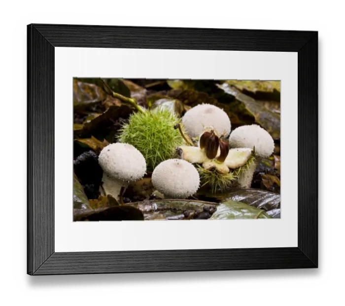 Framed Print : Common Puffball (Lycoperdon perlatum) fruiting bodies, growing amongst Sweet Chestnut (Castanea sativa) Framed Print : Common Puffball (Lycoperdon perlatum) fruiting bodies, growing amongst Sweet Chestnut (Castanea sativa)