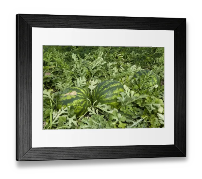 Framed Print : Watermelon (Citrullus vulgaris) fruit, organic crop growing in field, Pennsylvania, U. S. A. september Framed Print : Watermelon (Citrullus vulgaris) fruit, organic crop growing in field, Pennsylvania, U. S. A. september