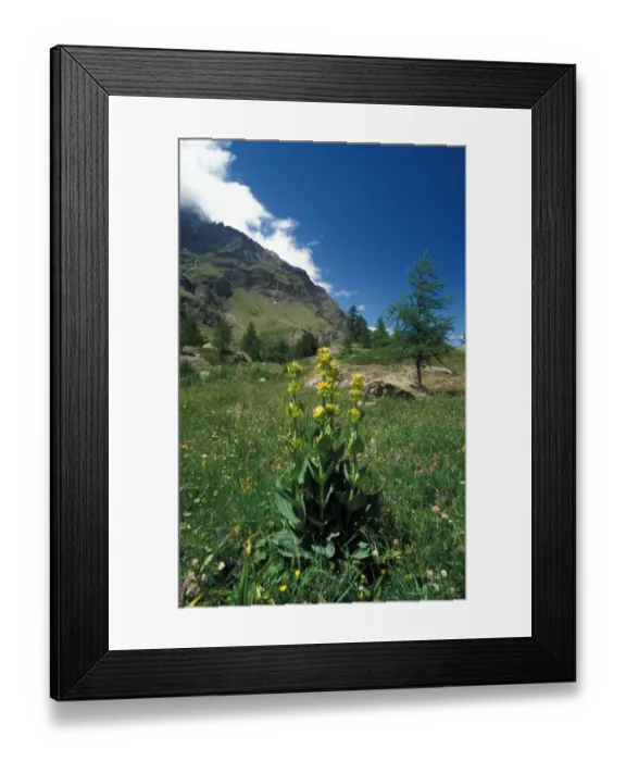 Framed Print : Great Yellow Gentian (Gentiana lutea) Gran Paradiso, Italy Framed Print : Great Yellow Gentian (Gentiana lutea) Gran Paradiso, Italy