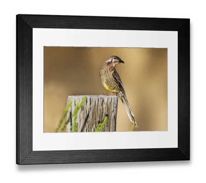 Framed Print : Red Wattlebird (Anthochaera carunculata) adult, perched on wooden post, Western Australia, Australia Framed Print : Red Wattlebird (Anthochaera carunculata) adult, perched on wooden post, Western Australia, Australia