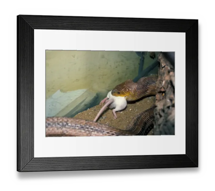 Framed Print : Snake - Yellow Rat (Elaphe obseleta quadrivittata) swallowing mouse. N. America Framed Print : Snake - Yellow Rat (Elaphe obseleta quadrivittata) swallowing mouse. N. America