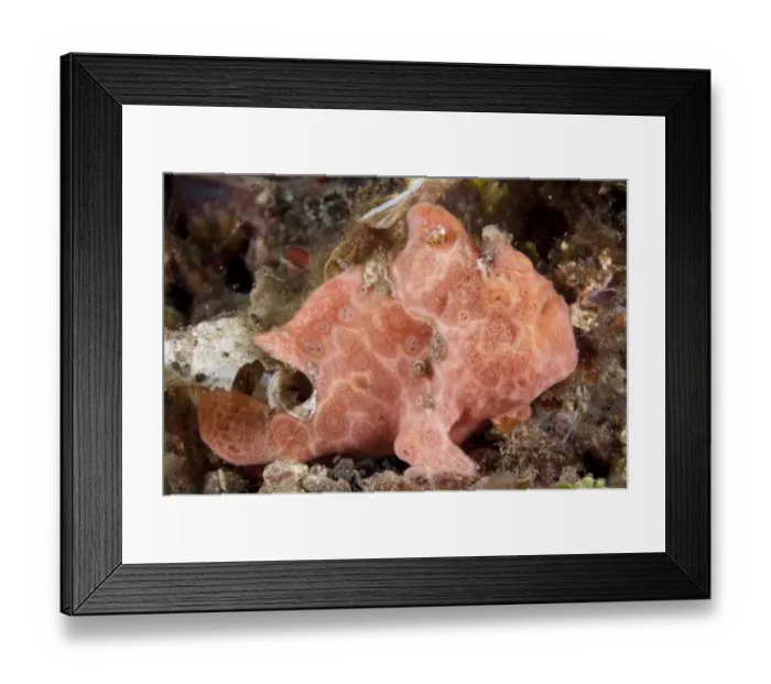 Framed Print : Painted Frogfish (Antennarius pictus) pink adult, resting on reef, Lembeh Straits, Sulawesi, Sunda Islands, Indonesia Framed Print : Painted Frogfish (Antennarius pictus) pink adult, resting on reef, Lembeh Straits, Sulawesi, Sunda Islands, Indonesia