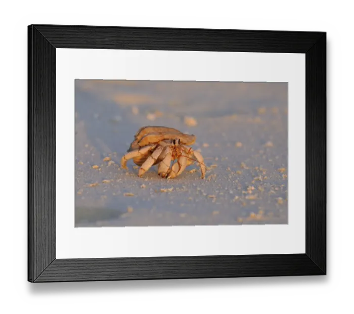 Framed Print : Strawberry Land Hermit Crab (Coenobita perlatus) adult, walking on sandy beach at sunset, Maldives, march Framed Print : Strawberry Land Hermit Crab (Coenobita perlatus) adult, walking on sandy beach at sunset, Maldives, march