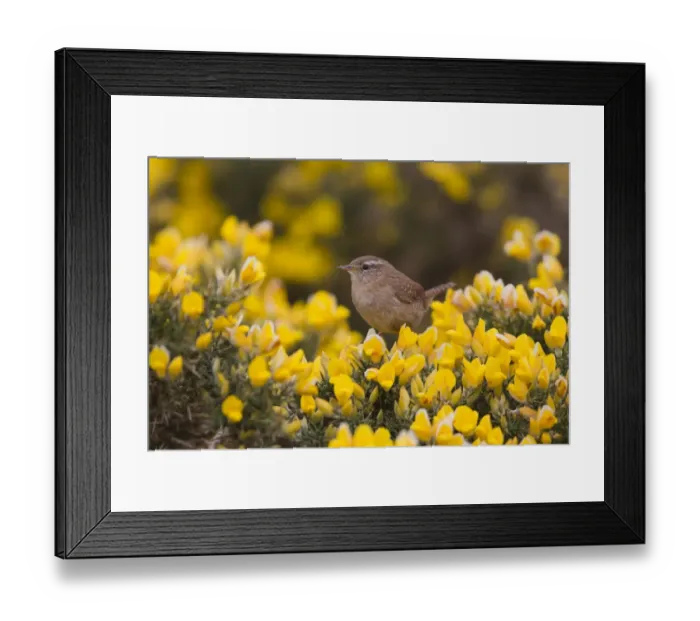 Framed Print : Eurasian Wren (Troglodytes troglodytes) adult, perched on flowering gorse, Suffolk, England, april