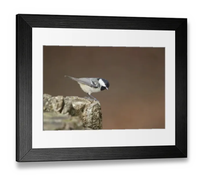 Framed Print : Coal Tit (Periparus ater) adult, perched on stump, New Forest N. P. Hampshire, England, february Framed Print : Coal Tit (Periparus ater) adult, perched on stump, New Forest N. P. Hampshire, England, february