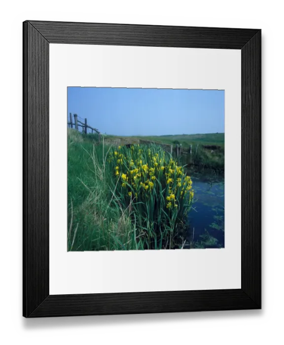 Framed Print : Yellow Iris (Iris pseudodacorus) HK006968 Framed Print : Yellow Iris (Iris pseudodacorus) HK006968