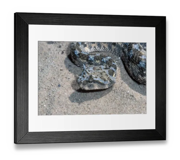 Framed Print : Snake - Viper Horned(C. cerastes) Close-up of head / North Africa Framed Print : Snake - Viper Horned(C. cerastes) Close-up of head / North Africa