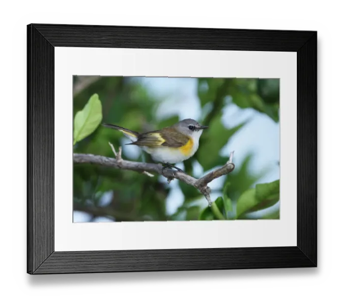 Framed Print : American Redstart (Setophaga ruticilla) adult female, perched on twig, Linstead, Jamaica, april