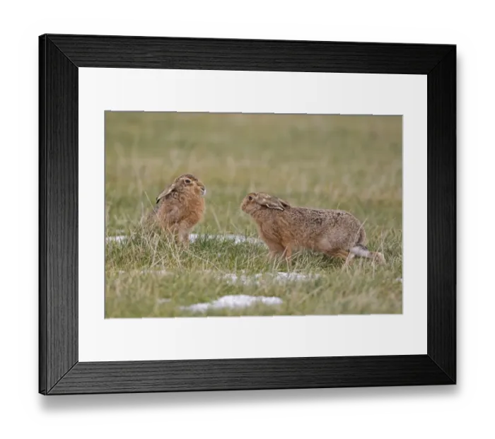Framed Print : European Hare (Lepus europaeus) adult pair, male moving in on female during mating season, Suffolk, England, february Framed Print : European Hare (Lepus europaeus) adult pair, male moving in on female during mating season, Suffolk, England, february