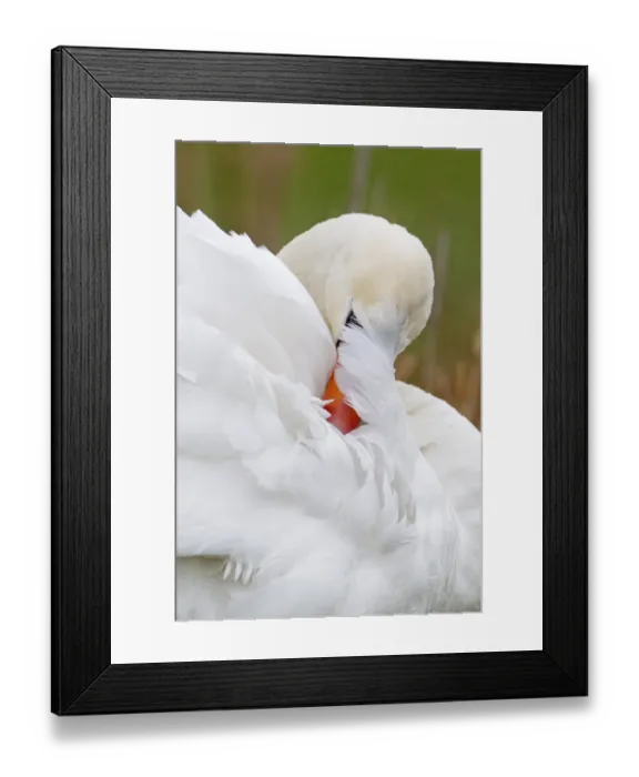 Framed Print : Mute Swan (Cygnus olor) adult, close-up of head, preening, Suffolk, England, january Framed Print : Mute Swan (Cygnus olor) adult, close-up of head, preening, Suffolk, England, january