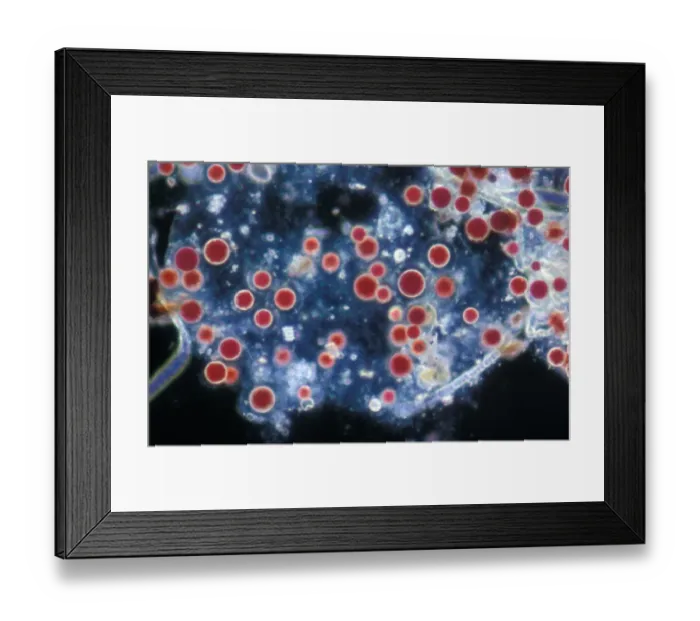 Framed Print : RedAlgae (Porphyridium cruentum) Framed Print : RedAlgae (Porphyridium cruentum)