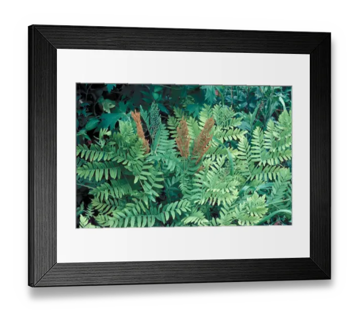 Framed Print : Royal Fern (Osmunda regalis) Sporangia which have split & scattered