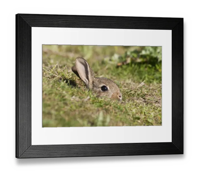 Framed Print : European Rabbit (Oryctolagus cuniculus) baby, cautiously poking head out of burrow on farmland, near Dungeness, Kent Framed Print : European Rabbit (Oryctolagus cuniculus) baby, cautiously poking head out of burrow on farmland, near Dungeness, Kent