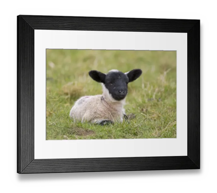 Framed Print : Domestic Sheep, Suffolk mule lamb, four-days old, resting in pasture, Suffolk, England, february