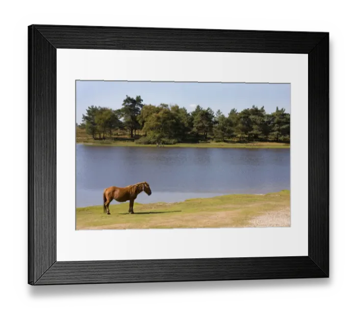 Framed Print : New Forest Pony, adult, standing at edge of lake, New Forest, Hampshire, England, september Framed Print : New Forest Pony, adult, standing at edge of lake, New Forest, Hampshire, England, september