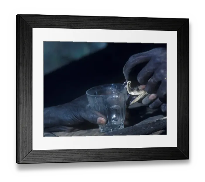 Framed Print : Snake - Mamba Black (Dendroaspis polylepis) Close-up of head being held over glass milking Framed Print : Snake - Mamba Black (Dendroaspis polylepis) Close-up of head being held over glass milking