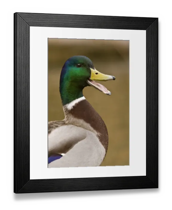 Framed Print : Mallard Duck (Anas platyrhynchos) adult male, calling, close-up of head and neck, Norfolk, England, march Framed Print : Mallard Duck (Anas platyrhynchos) adult male, calling, close-up of head and neck, Norfolk, England, march