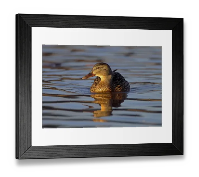 Framed Print : Mallard Duck (Anas platyrhynchos) adult female, swimming on lake, Duns Castle, Duns, Berwickshire, Scottish Borders Framed Print : Mallard Duck (Anas platyrhynchos) adult female, swimming on lake, Duns Castle, Duns, Berwickshire, Scottish Borders