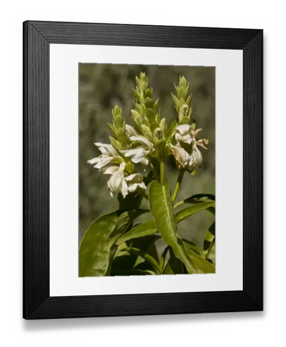 Framed Print : Malabar Nut (Justicia adhatoda) introduced species, close-up of flowers and leaves, Arizona, U. S. A. february