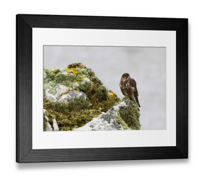 Framed Print : Female Merlin on lichen rock on the Scotish island of Islay Framed Print : Female Merlin on lichen rock on the Scotish island of Islay