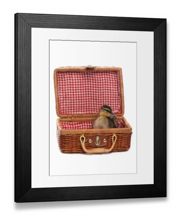 Framed Print : Mallard Duck (Anas platyrhynchos) ducking, sitting in picnic basket Framed Print : Mallard Duck (Anas platyrhynchos) ducking, sitting in picnic basket