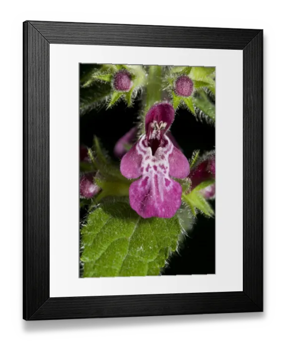 Framed Print : Hedge Woundwort (Stachys sylvatica) close-up of flower and flowerbuds, Farnborough, Kent, England, june Framed Print : Hedge Woundwort (Stachys sylvatica) close-up of flower and flowerbuds, Farnborough, Kent, England, june