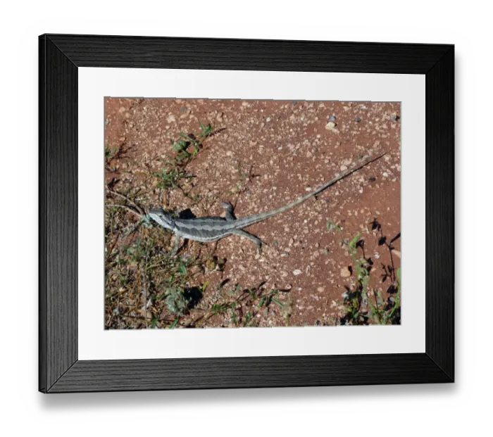 Framed Print : Western Bearded Dragon (Pogona minor) adult, standing on road verge, Western Australia, Australia Framed Print : Western Bearded Dragon (Pogona minor) adult, standing on road verge, Western Australia, Australia