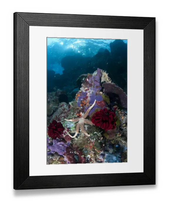 Framed Print : Yellow Mesh Starfish (Nardoa novaecaledoniae) adult, on boulder in habitat, Lembeh Straits, Sulawesi, Sunda Islands Framed Print : Yellow Mesh Starfish (Nardoa novaecaledoniae) adult, on boulder in habitat, Lembeh Straits, Sulawesi, Sunda Islands