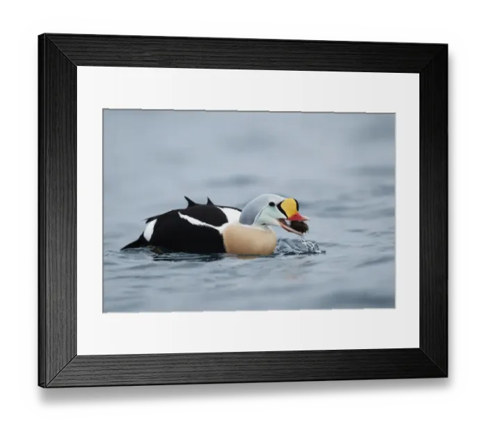 Framed Print : King Eider (Somateria spectabilis) adult male, feeding on freshly caught sea urchin, Norway, march Framed Print : King Eider (Somateria spectabilis) adult male, feeding on freshly caught sea urchin, Norway, march